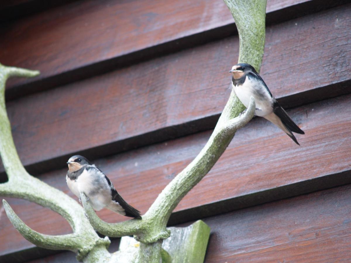 Sheep Dip Cottage - 5* Cyfie Farm, With Log Burner And Private Hot Tub Llanfyllin Exterior photo